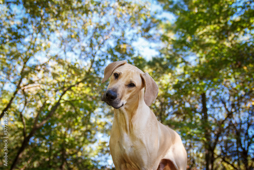 Wheaten rhodesian best sale ridgeback