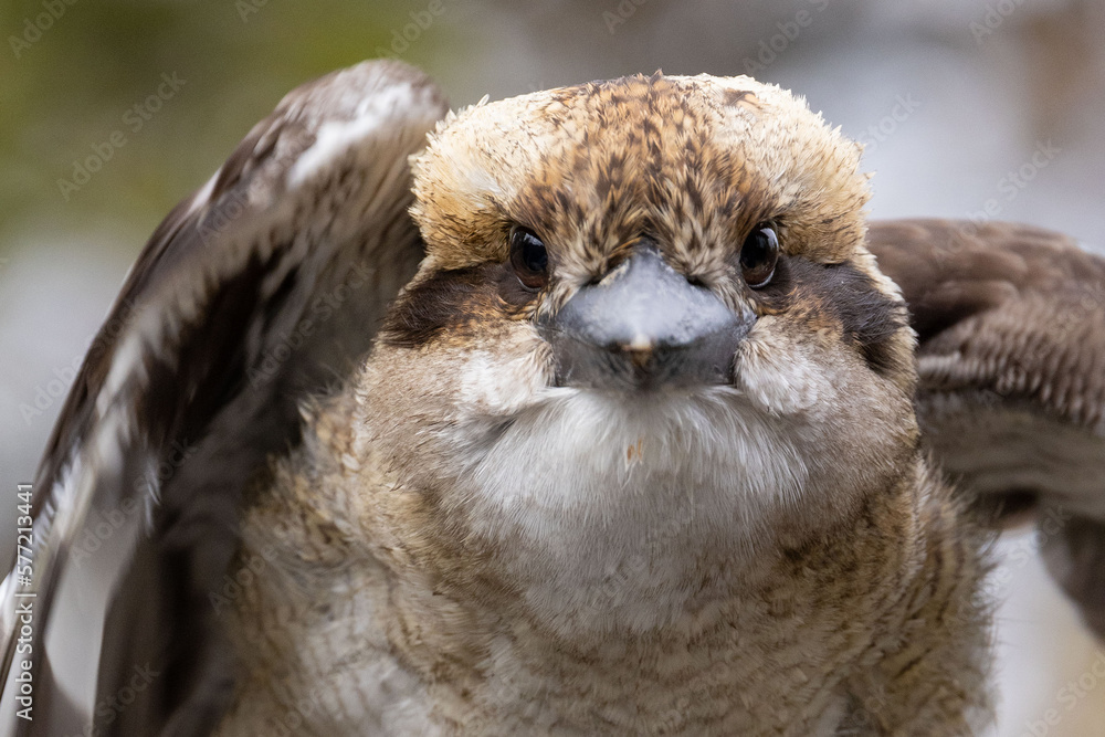 Obraz premium Young Kookaburra visiting a garden in Victoria Australia