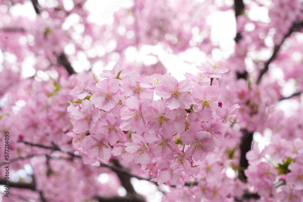 pink cherry tree blossom