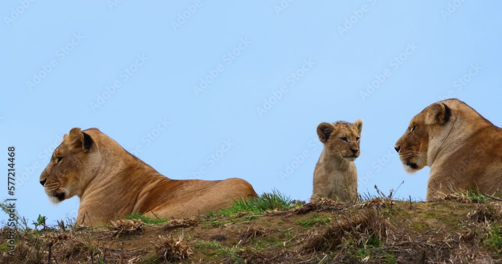 African Lion, panthera leo, Female and Cub, Real Time 4K African Lion, panthera leo, Female and Cub, Real Time 4K