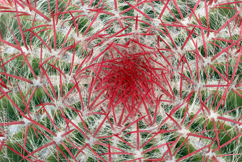 Kaktus (Ferocactus spec.) mit roten Dornen photo