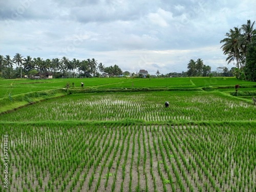 View Of The Rice Fields When People Work In The Fields