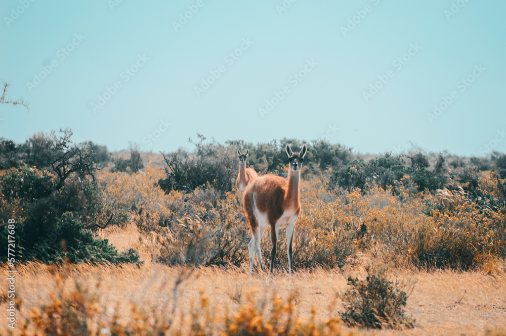 Naklejka premium Guanaco en Patagonia