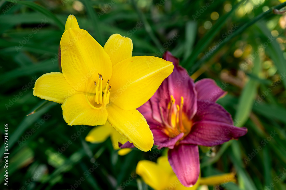 Yellow Lily flowers, close up. Flower spring background Yellow Lily flowers, close up. Flower spring background