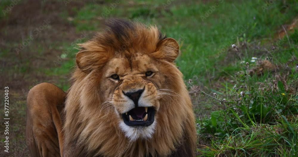 African Lion, panthera leo, Male the Mane in the Wind, yawning, Real Time 4K African Lion, panthera leo, Male the Mane in the Wind, yawning, Real Time 4K