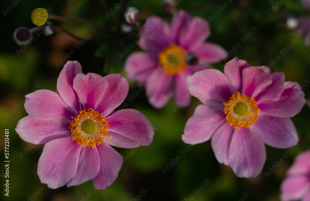 Blurred floral background of pink Japanese anemone flowers in the rays of the autumn sun. High quality photo Blurred floral background of pink Japanese anemone flowers in the rays of the autumn sun. High quality photo