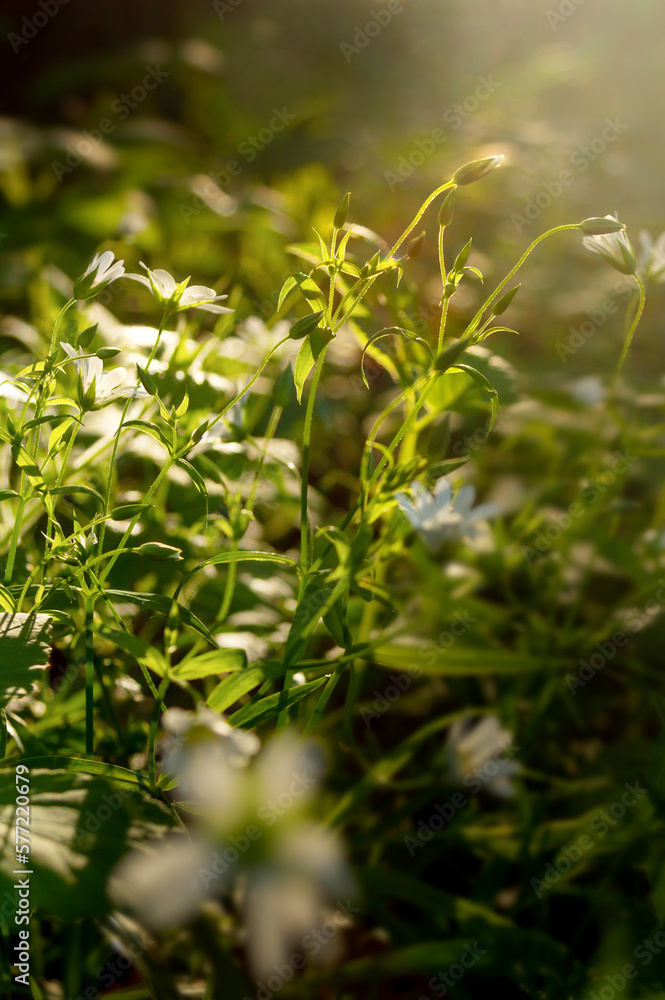 blurred floral background from Stellaria holostea.A poisonous wild plant. It is used in alternative medicine as an analgesic and anti-inflammatory