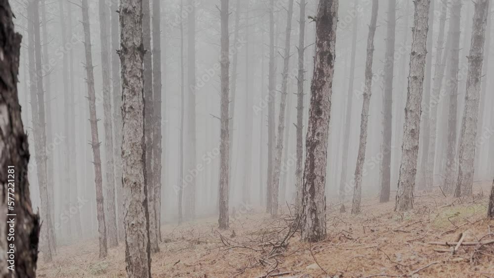 Doberman Pinscher Dog Running In The Foggy Pine Forest Doberman Pinscher Dog Running In The Foggy Pine Forest