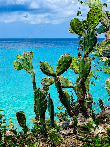 cactus overlooking the ocean