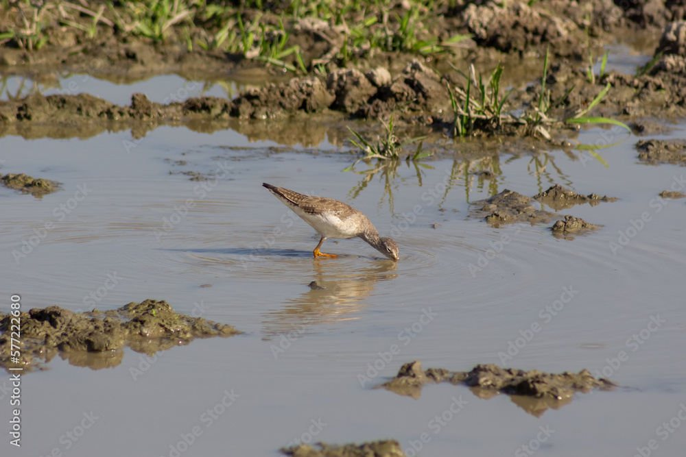 Beautiful shorebird Lesser yellowlegs Tringa flavipes Beautiful shorebird Lesser yellowlegs Tringa flavipes