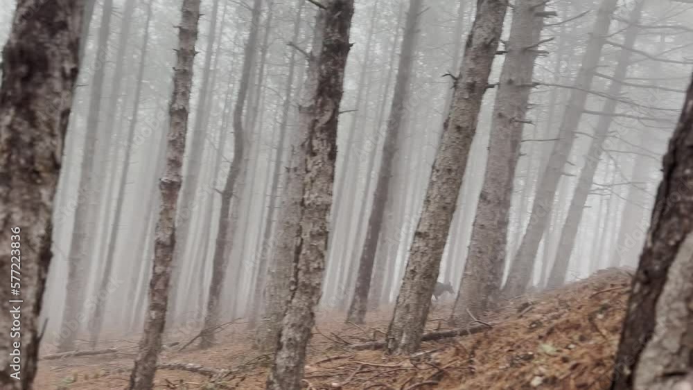 Doberman Pinscher Dog Running In The Foggy Pine Forest 2 Doberman Pinscher Dog Running In The Foggy Pine Forest 2
