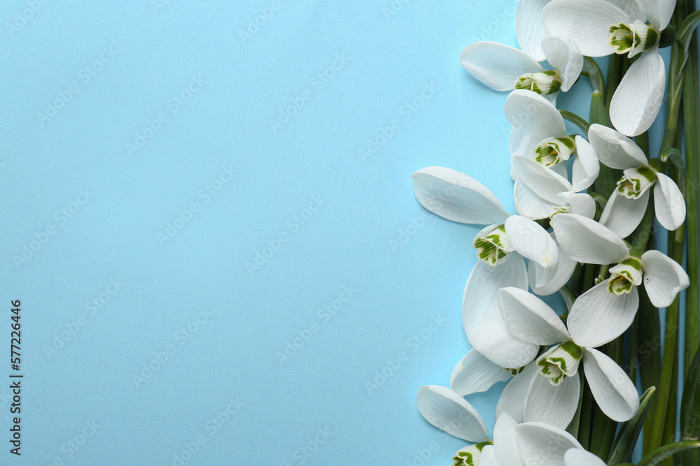 Fototapeta premium Beautiful snowdrops on light blue background, flat lay. Space for text