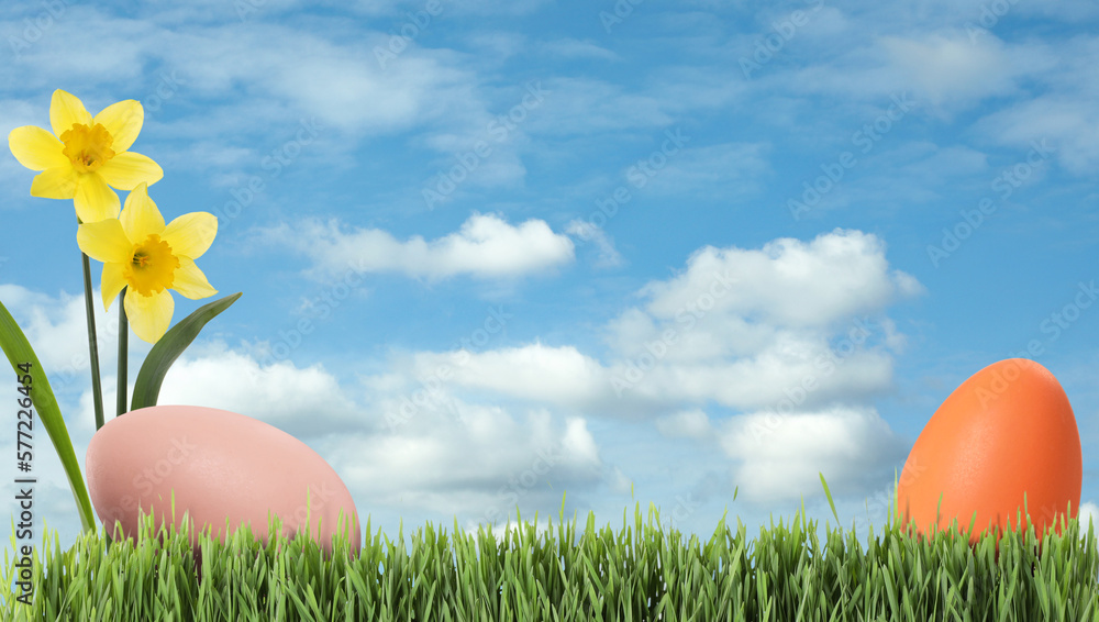 Fototapeta premium Easter eggs and daffodils in green grass under blue sky, space for text