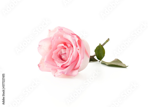 Fototapeta Naklejka Na Ścianę i Meble -  pink rose with leaf transparent background