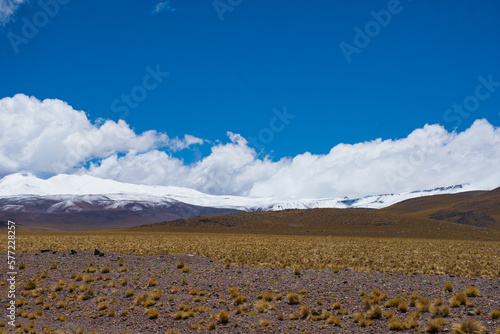 Pradera verde con montañas nevadas en el fondo, Fiambala, Catamarca, Argentina