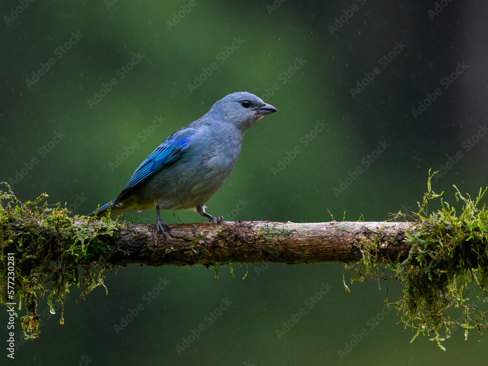Sayaca Tanager portrait on  mossy stick on rainy day against green background