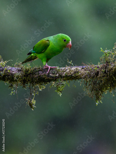 Plain Parakeet portrait on  mossy stick on rainy day against dark background photo