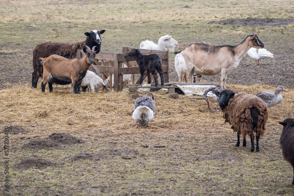 Sheep, rams and geese outside on the farm. - obrazy, fototapety, plakaty 