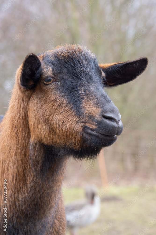 Brown goat on the farm.