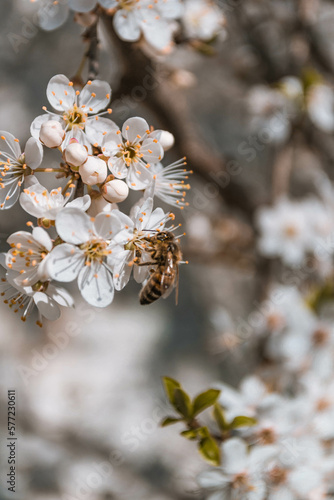 bee on a white blossom flower