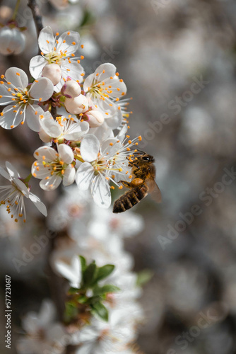 bee on a white blossom flower