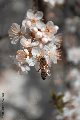 branch with the bee on blossom