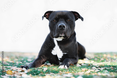 Slika na platnu One black Pitbull dog wearing a black and orange collar posing on the grass by a