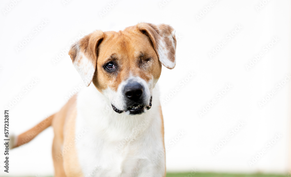 One blind in one eye mixed breed dog wearing a collar, posing on the grass looking at the camera by a white fence in the background
