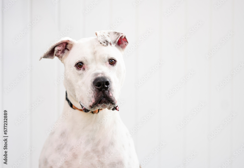Portrait of one Pitbull dog wearing a black and orange collar, looking at the camera by a white background