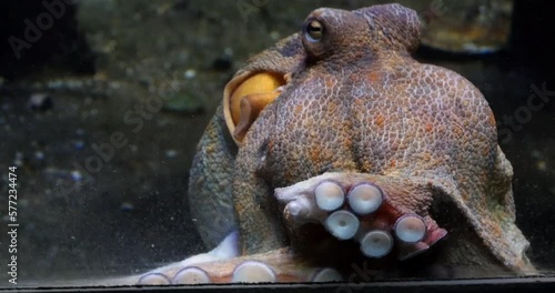 Common Octopus, octopus vulgaris, Adult showing Tentacles, Seawater Aquarium in France, Real Time 4K photo