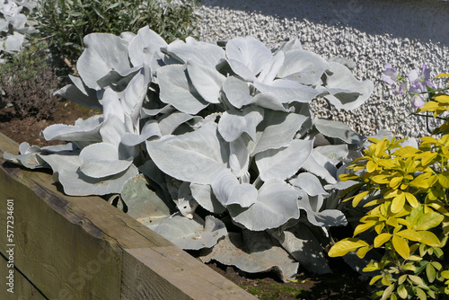 Senecio candicans Angel Wings plants on a sunny summers day in a garden UK photo