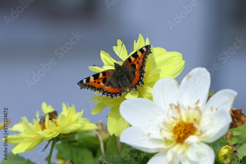 Vanessa Atalanta known as a Red Admiral on a mix of Dahlia varieties in bloom in a garden in UK
