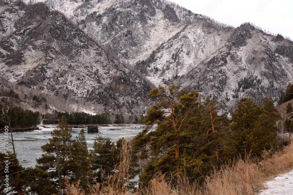Fototapeta premium Pine-covered bank of a beautiful ice-bound mountain river flowing through a valley in the mountains covered with snow.