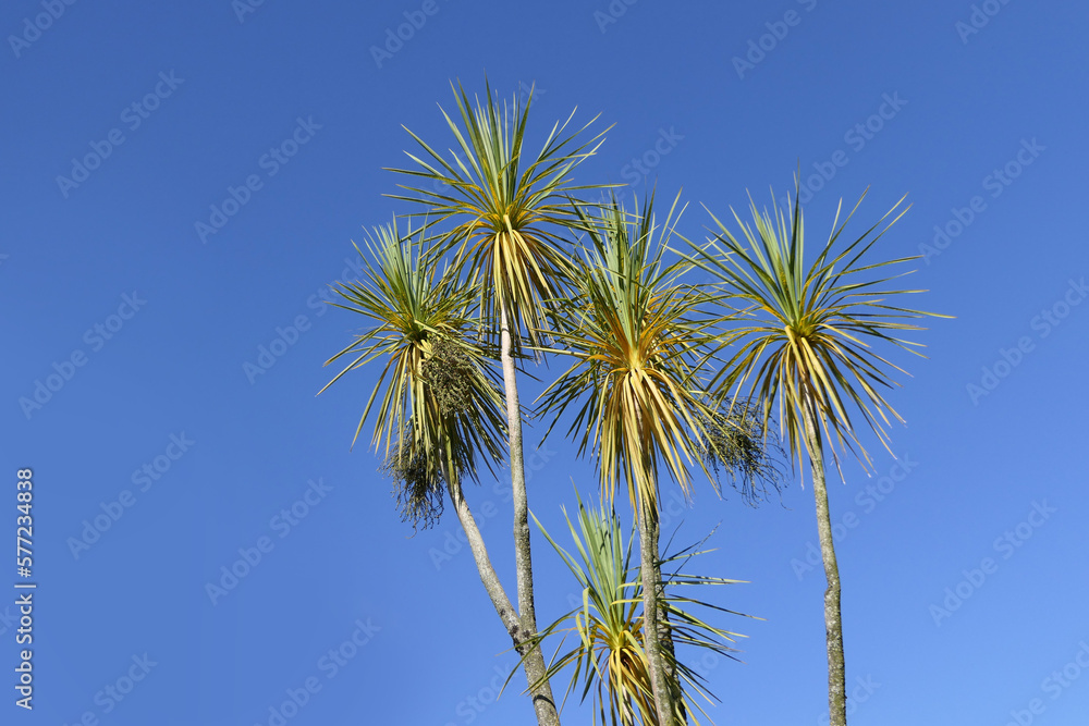 Palm trees blowing in the wind with blue sky background text copy Palm trees blowing in the wind with blue sky background text copy