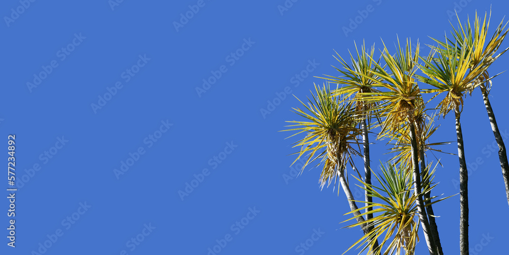 Palm trees blowing in the wind with blue sky background text copy Palm trees blowing in the wind with blue sky background text copy
