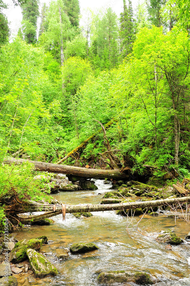 Felled logs of old trees lie across the bed of a small river flowing through a summer forest after rain.