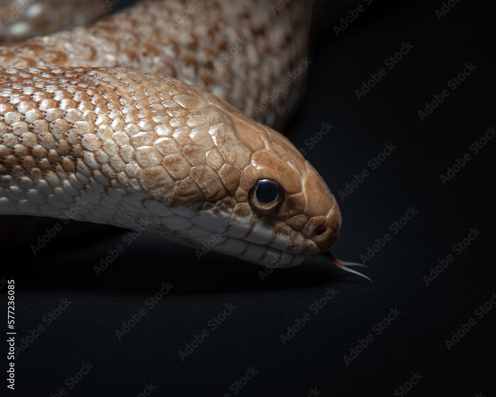 Fototapeta premium Pantherophis obsoletus lindheimeri on black background. Texas rat snake portrait. Exotic pet in studio
