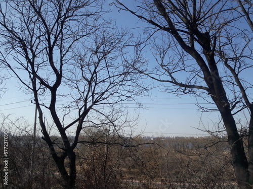 Trees with wires