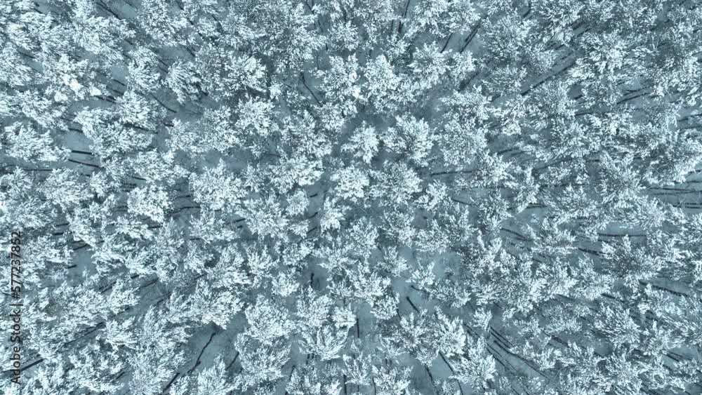Aerial view of winter forest, snow covered trees. Winter landscape concept, beautiful view of winter forest recorded from drone. Drone view of the snowy forest. Aerial view of winter forest, snow covered trees. Winter landscape concept, beautiful view of winter forest recorded from drone. Drone view of the snowy forest.
