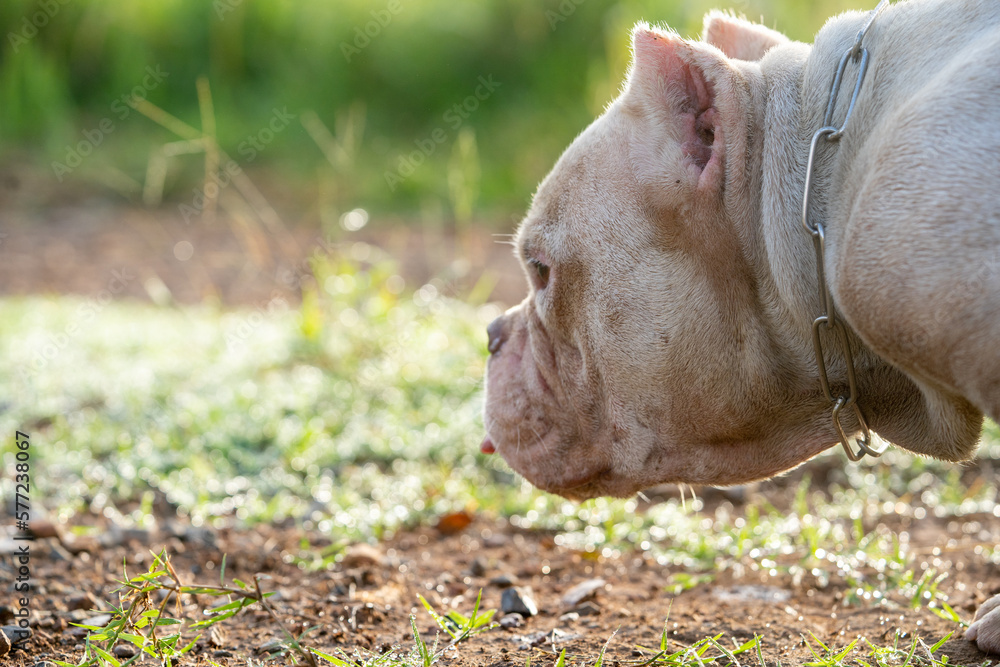 Fototapeta premium American bully exotic dog in garden