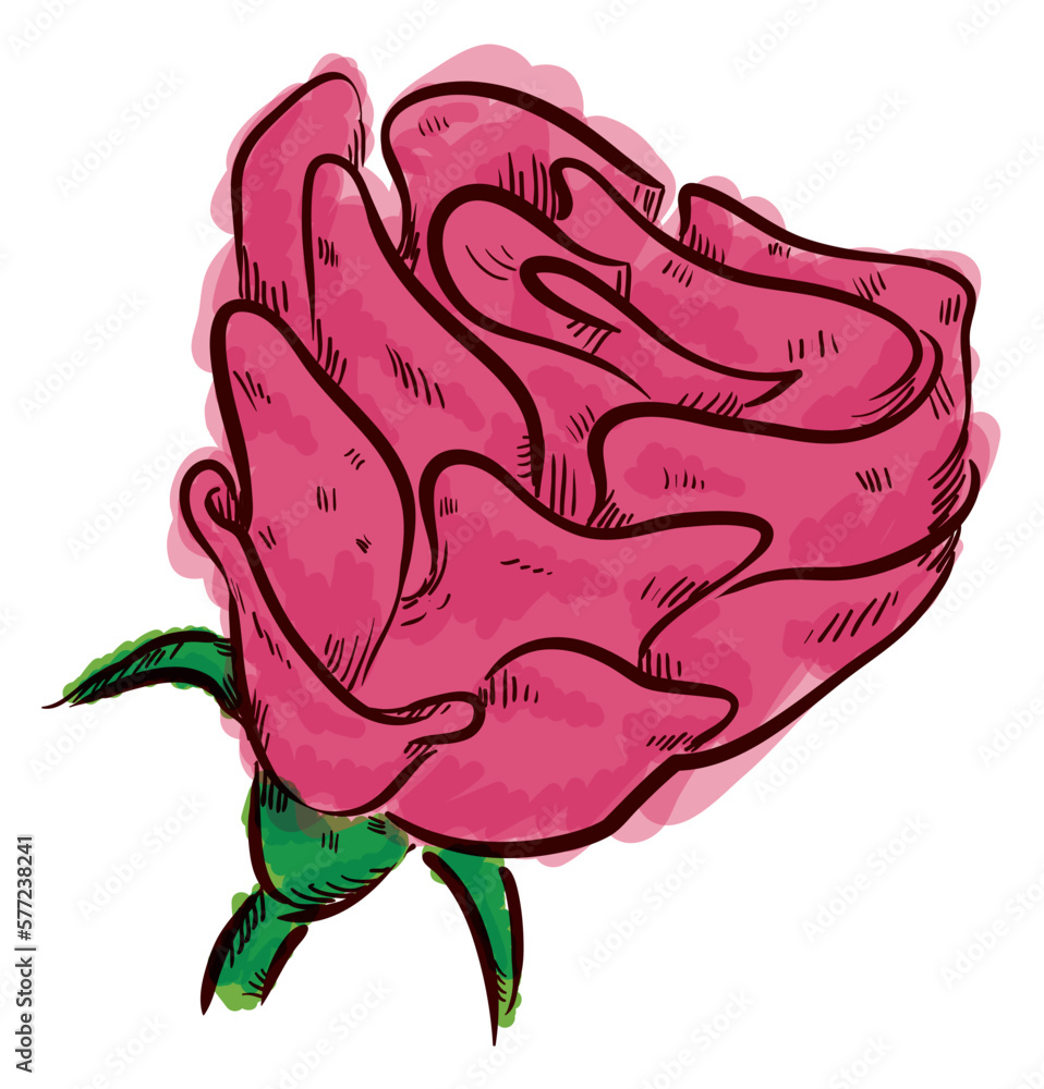 Obraz premium Rose in hand drawn style and painted like watercolor, Vector illustration