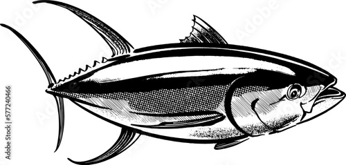 the vector sketch of the tuna fish