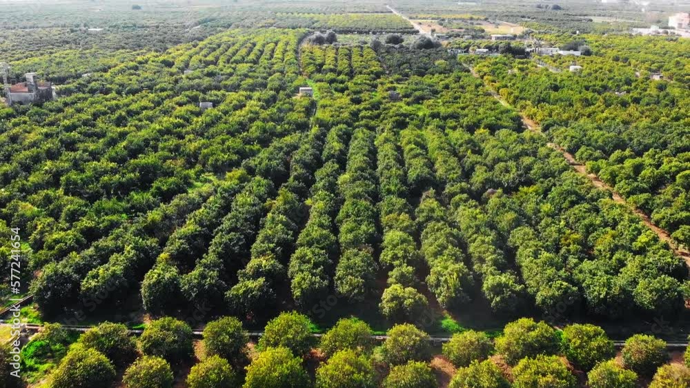 Orange citrus plantation. Tangerine green trees growing in rows in fruit orchard Orange citrus plantation. Tangerine green trees growing in rows in fruit orchard