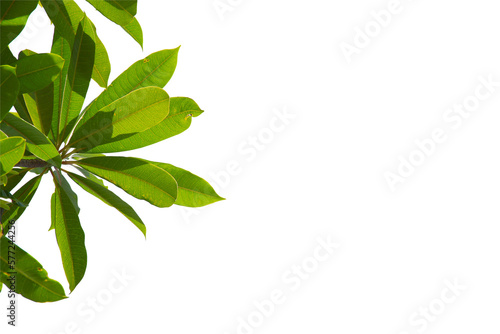 Green leaf or branch isolated on white background.