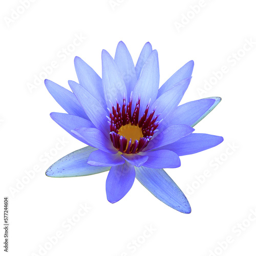 Lotus or Water lily or Nymphaea flower. Close up blue-purple lotus flower isolated on transparent background.