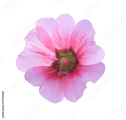 Hollyhock or Malvaceae or Alcea rosea linn flowers Close up beautiful pink hollyhock flowers bouquet isolated on transparent background.