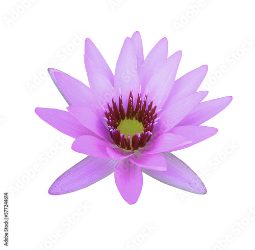 Lotus or Water lily or Nymphaea flower. Close up pink-purple lotus flower isolated on white background.
