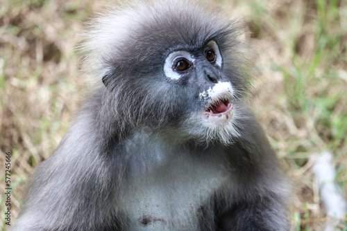 Goggle dusky leaf monkey (Trachypithecus obscurus) closeup. Funny Spectacled Langur.