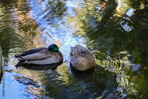 A male and a female mallard ducks resting in a pond.
