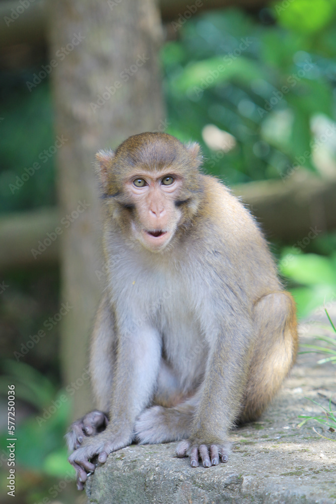 a Wild macaques at Kam Shan Country Park, hk a Wild macaques at Kam Shan Country Park, hk